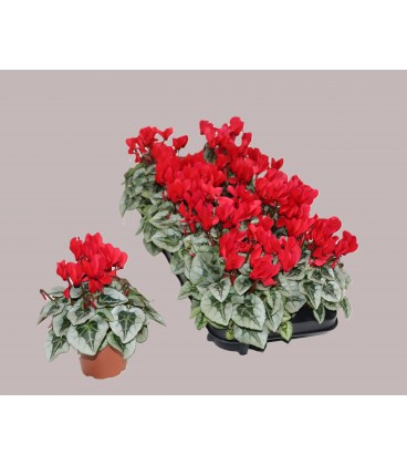 Cyclamen Silverado pot de 10.5