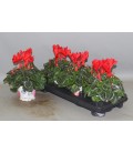 Cyclamen sup Xl Ø13