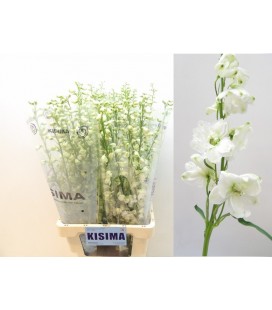 Delphinium Guard White 90 cm