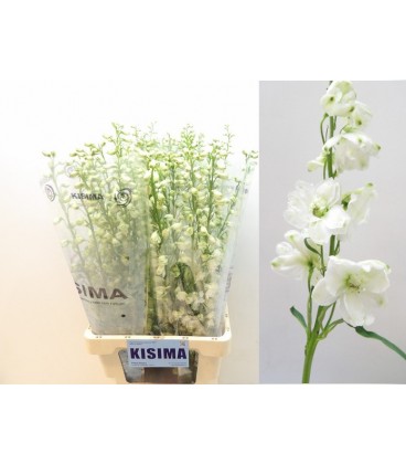 Delphinium Guard White 80 cm