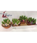Jacinthe mix 3 coul coupe de 21 cm