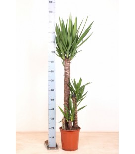 Yucca Ø 24 h 135