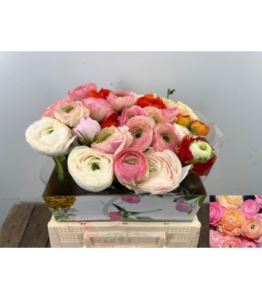 Renoncule mix dans la botte 