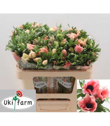 Anemone carmel Barbi 