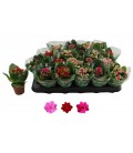 Kalanchoe mix 3 coul Ø 06