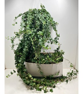 Lierre susp pot de 24 140 cm