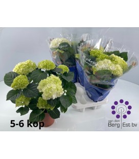 Hortensia Sax Blanc Ø 14