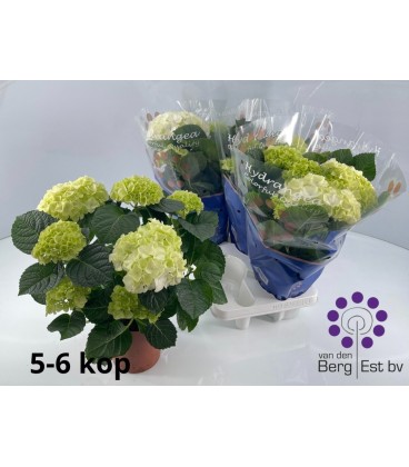 Hortensia Sax Blanc Ø 14