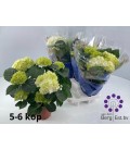 Hortensia Sax Blanc Ø 14