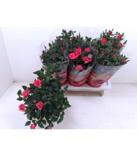 Rosier pot de 17 h 40