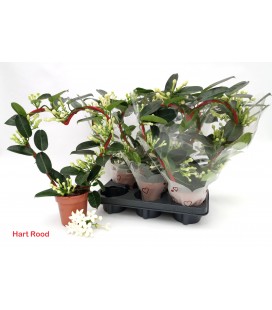 Stephanotis pot de 12 