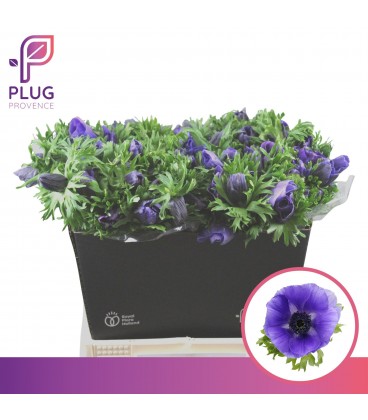 Anemone co Galil Blauw