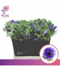 Anemone co Galil Blauw