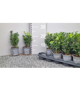 Buis buisson pot de 9