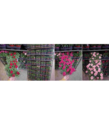 Oeillet mix ton sur ton Ø 10.5