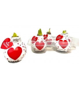 Amaryllis Ciré Coeur