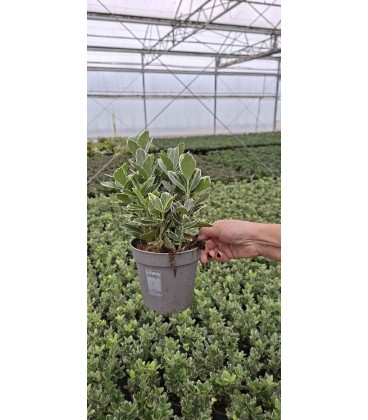 Fusain Kathy long Ø 13