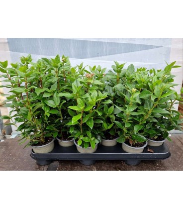 Viburnum Tinus Ø 10.5