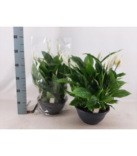 Spathiphyllum chopin coupe Ø 27