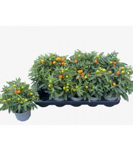 Solanum pot de 12