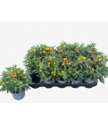 Solanum pot de 13 Luna