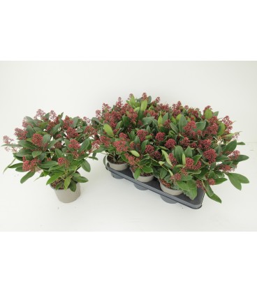 Skimmia rub 20/+ fl Ø 17