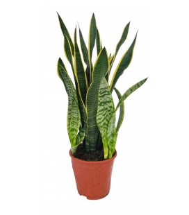 Sanseveria Ø 19 h 70