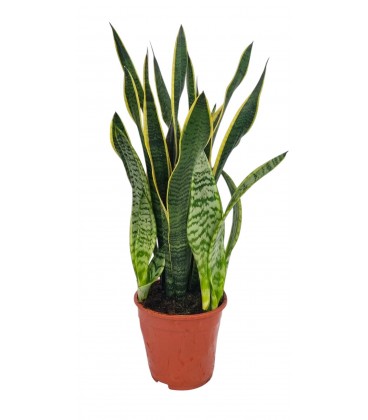 Sanseveria Ø 19 h 70