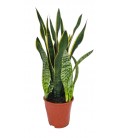 Sanseveria Ø 19 h 70