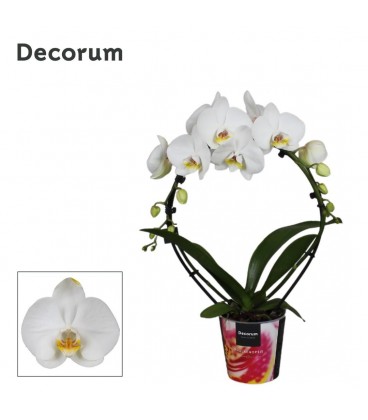 Phalaenopsis arceau Blanc Ø 12 h 55