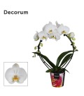 Phalaenopsis arceau Blanc Ø 12 h 55
