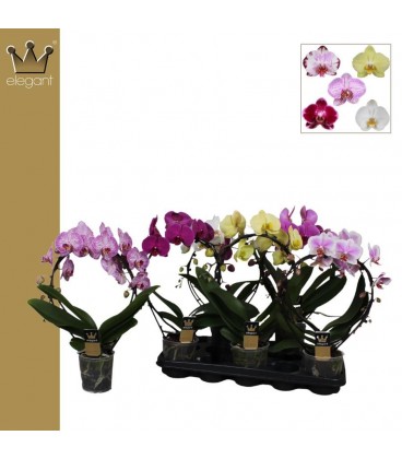 Phalaenopsis arceau Mix  Ø 12 h 55