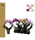 Phalaenopsis arceau Mix  Ø 12 h 55