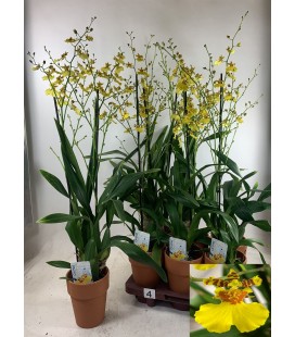 Oncidium pot de 12 XXL