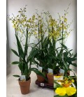 Oncidium pot de 12 XXL