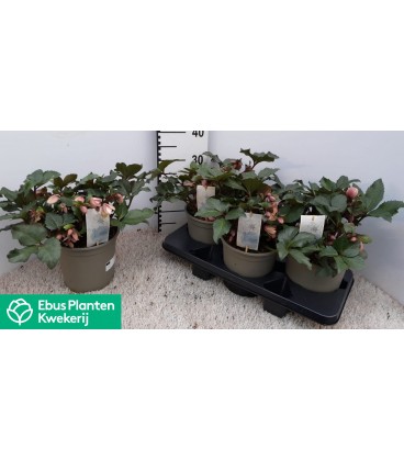 Hellebore Pirouette Ø 19