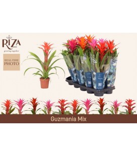 Guzmania mix Ø 12 