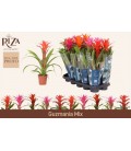 Guzmania mix Ø 12 