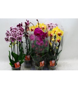 Phalaeno Cascade Mix Ø12 h 45