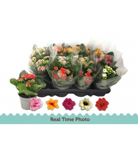 Kalanchoe Mix Ø09 
