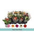 Kalanchoe Mix Ø09 