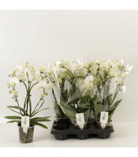 Phalaeno arceau blanc Ø 12h45 2 b