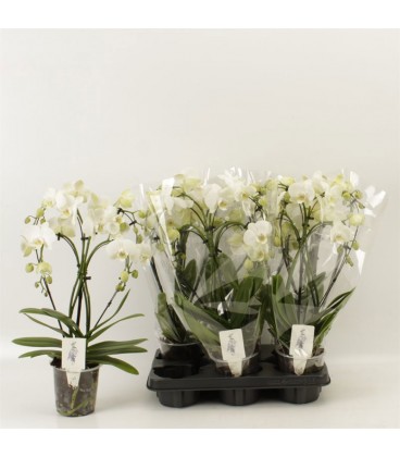 Phalaeno arceau blanc Ø 12h45 2 b