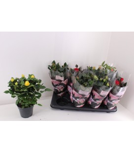 Rosier Pathit mix Ø 13