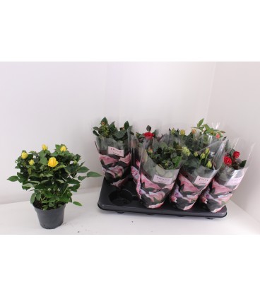 Rosier Pathit mix Ø 13