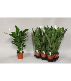 Spathiphyllum Verdi pot de 17 H 75