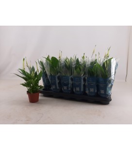 Spathiphyllum pot de 09
