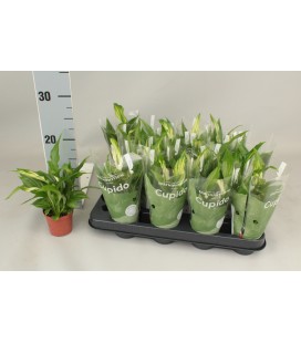 Spathiphyllum cupido pot de 07