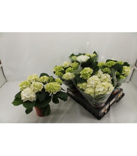 Hortensia Schneeball pot de 14