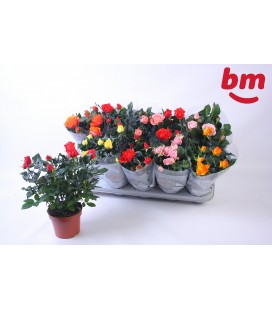 Rosier Monde pot de 12 